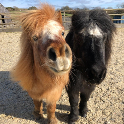 Sponsor Horses - Mickey & Donald